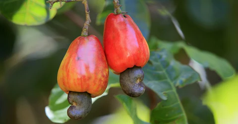 Gana’nın Kaju sektöründeki adaletsizlik, üretici kaybediyor tüccar kazanıyor kaju