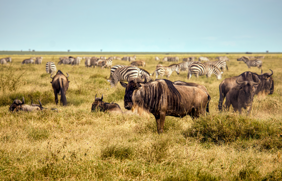 Tanzanya’dan Kenya’ya: Dünya’nın en büyük yaban hayatı göçü