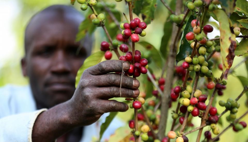 İklim krizi Doğu Afrika’daki kahve üretimini tehdit ediyor