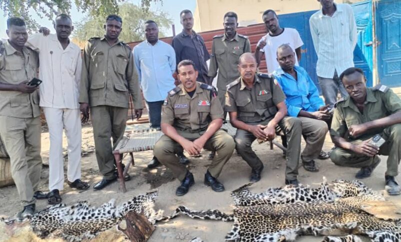 Sudan’da leopar derisi kaçakçılarına büyük operasyon