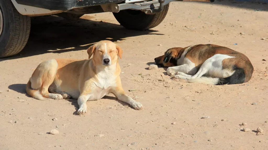 Fas’ta Dünya Kupası öncesi sokak köpeği krizi