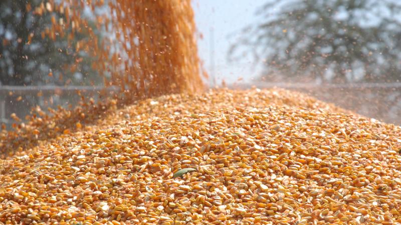 Malavi’de ulusal gıda krizi alarmı